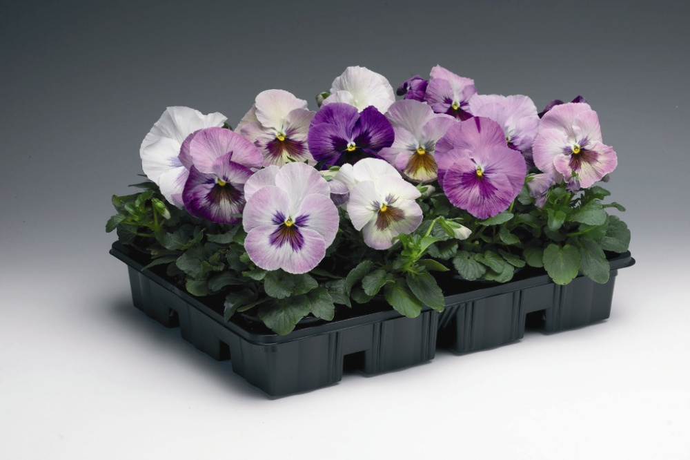 Архив Виола Дельта Премиум purple medley