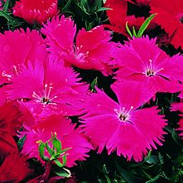 Архив Гвоздика Чармс pink