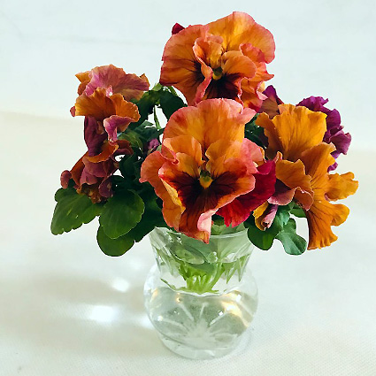 Виола Фламенко sunset