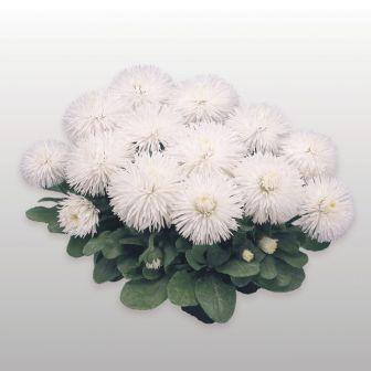Архив Маргаритка Хабанера white (драже)