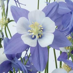 Архив Аквилегия Свон blue and white