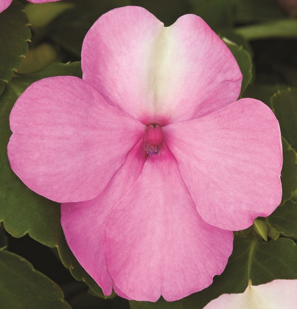 Бальзамин ЭКСТРИМ ПИНК