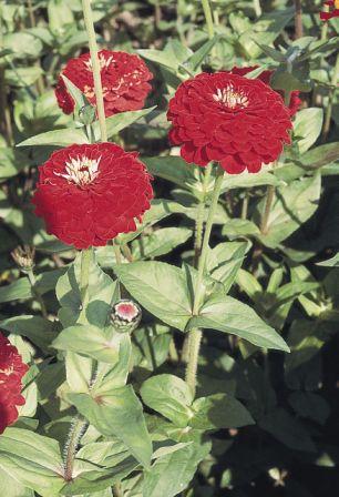 Цинния БЕНАРИС ДЖАЙНТ ДИП РЕД