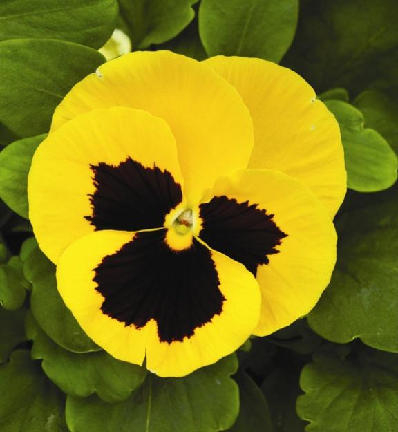 Виола Маммот queen yellow bee