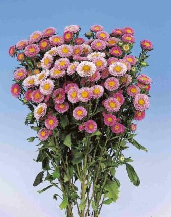 Астра китайская МАЦУМОТО ПИНК