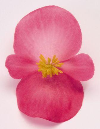 Бегония Найтлайф deep rose (драже)