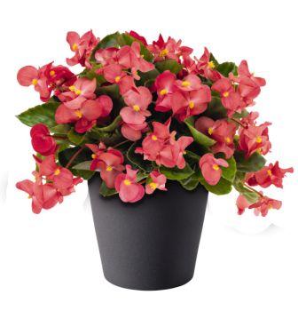 Бегония Биг rose with green leaf (драже)