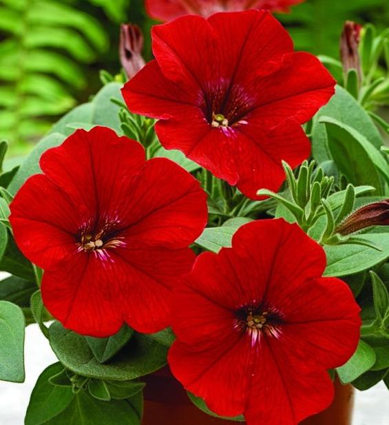 _Петуния Рамблин red (драже)