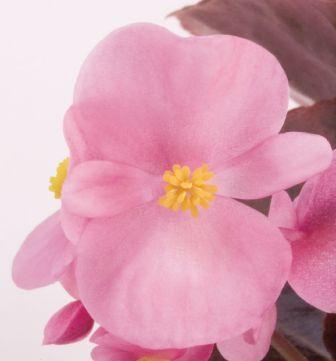 Бегония Найтлайф pink