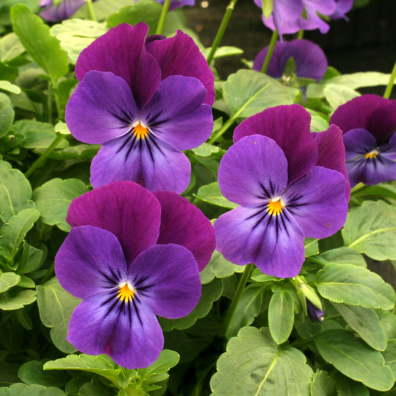 _Виола Ангел violet duet