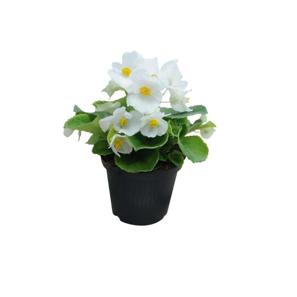 Бегония Супер Кул white (драже)