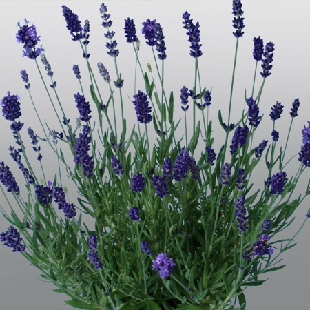 Лаванда ПРОМИС