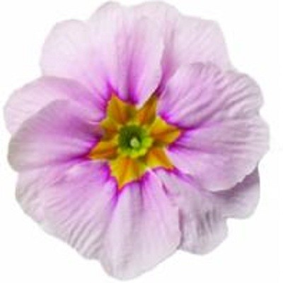 Архив Примула Данова delight almond blossom