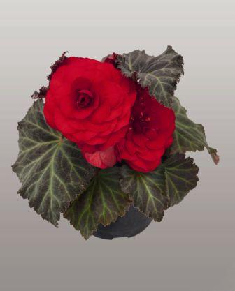 Бегония Нонстоп Мокка red