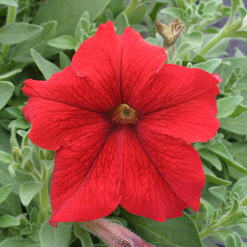 Петуния ПРИЗМ РЕД (драже)