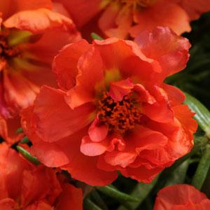 _Портулак Хэппи Ауэр orange (мульти драже)