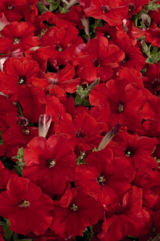 Архив Петуния Прайм Тайм red (драже)