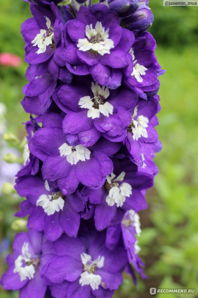 Дельфиниум ДЕЛЬФИНА ДАРК БЛУ УАЙТ БИ