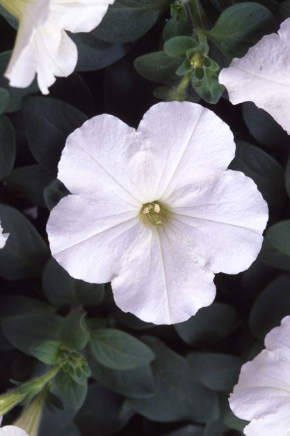 Петуния ЛАМБАДА УАЙТ