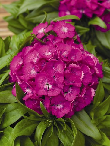 _Гвоздика Барбарини lilac 