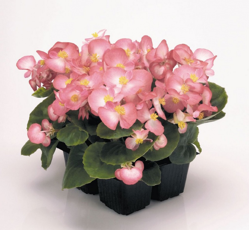 Архив Бегония Спринт blush (драже)