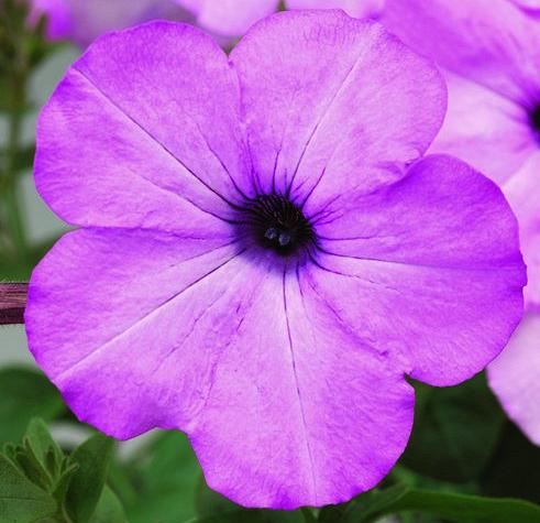_Петуния Плюш lilac pearl (драже)