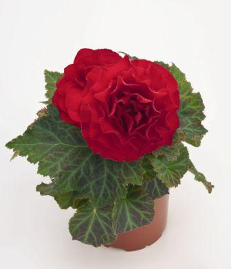 Архив Бегония Нью Стар red