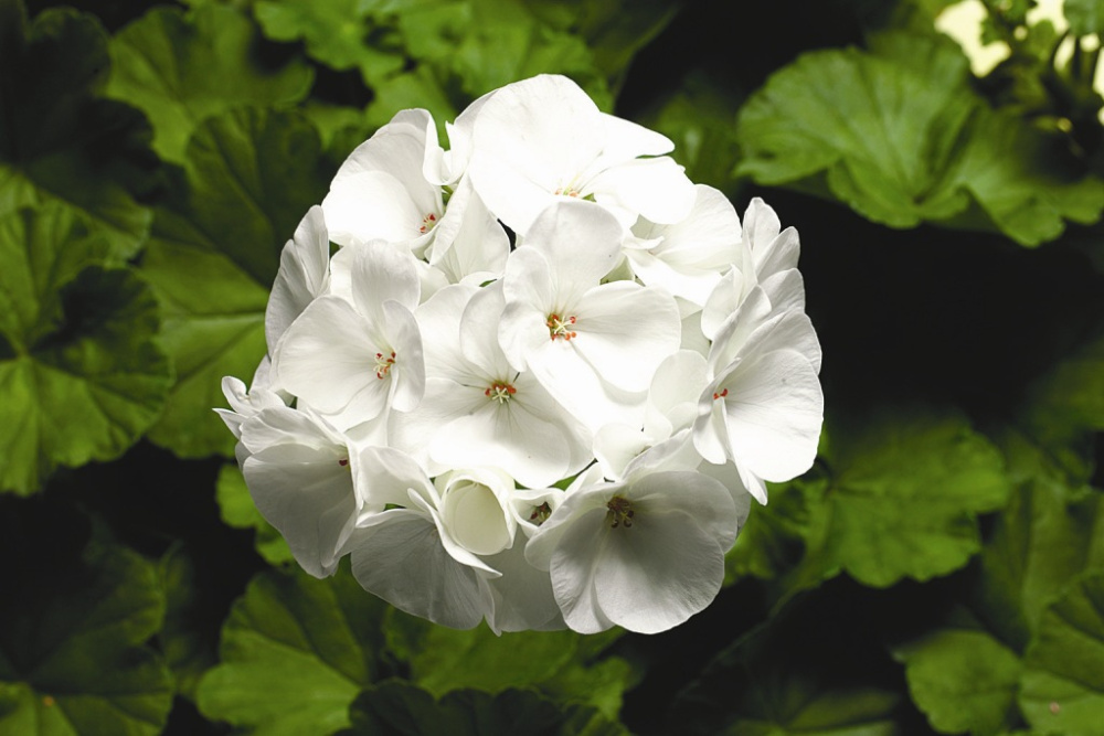 Пеларгония (герань) Пинто white (покрытые оболочкой)