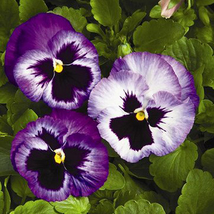 Виола Колоссус lavender surprise