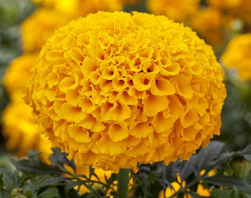 Тагетес ЧИАЛИДА ГОЛД (шлифованные)