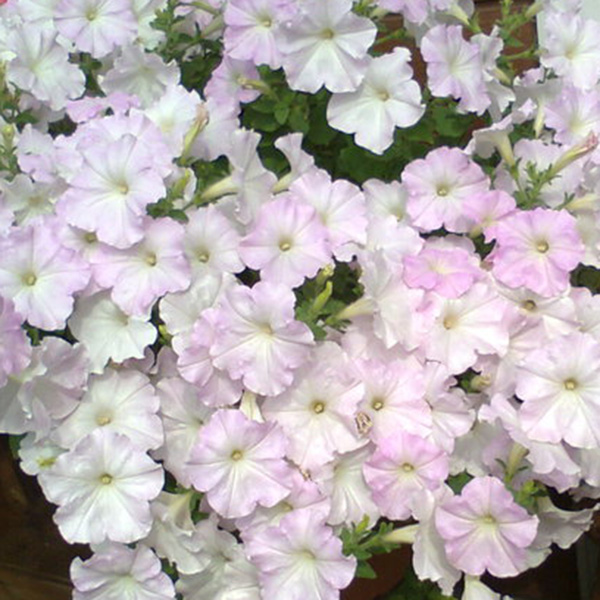 Петуния НУВОЛАРИ ПЕЙЛ ЛАЙЛАК