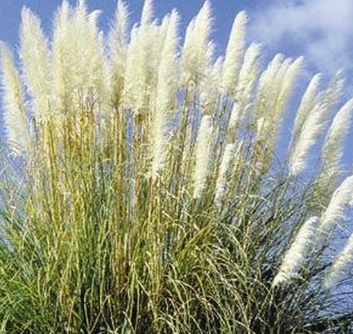 Архив Пампасская трава feather white