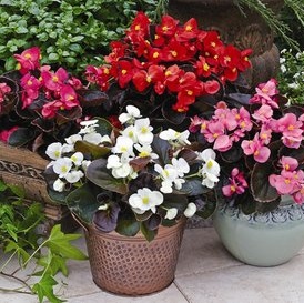 Бегония БАДА БУМ МИКС (драже)