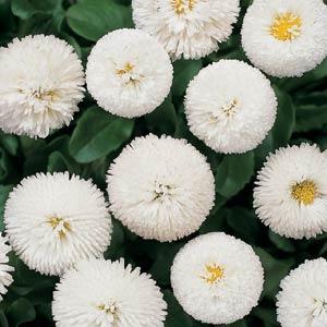 _Маргаритка Белиссима white (драже)