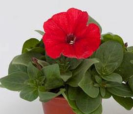 Архив Петуния Эспрессо red