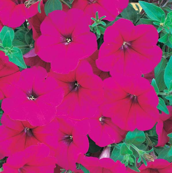 Архив Петуния Хорайзон deep rose (драже)