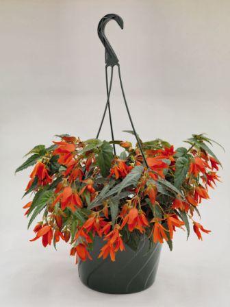 Бегония Санта Круз sunset (драже)