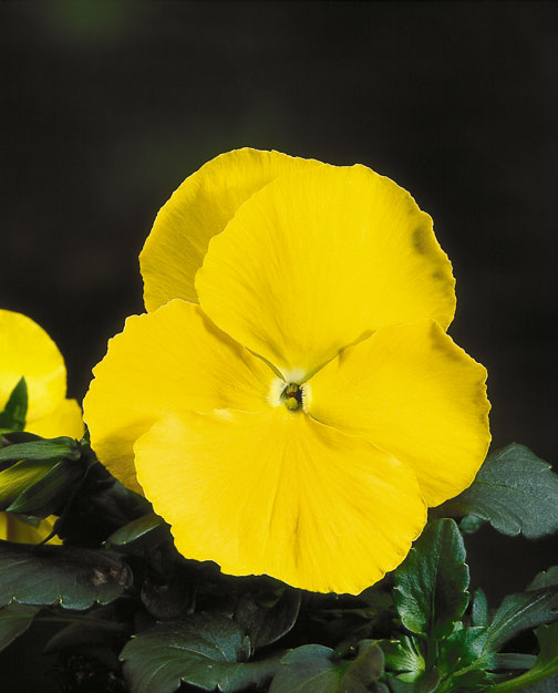 Виола Целло pure yellow