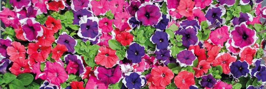 Петуния ЛИМБО GP ПИКОТИ МИКС (драже)