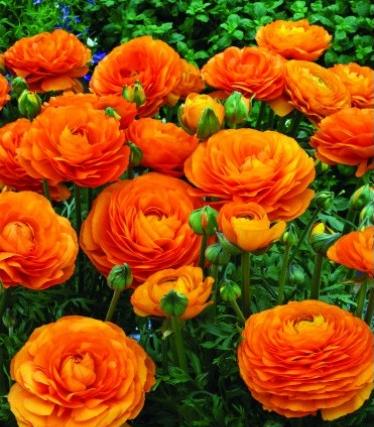 _Ранункулюс Машé orange (драже)