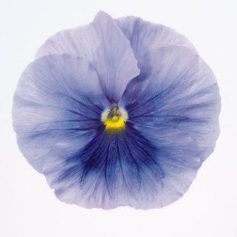 Архив Виола Инспайер silver blue blotch