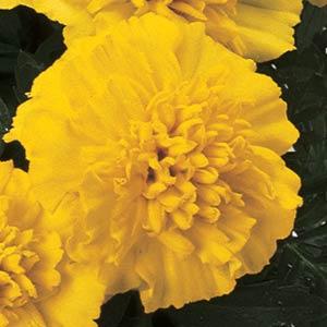 Архив Тагетес Джани primrose (шлифованные)