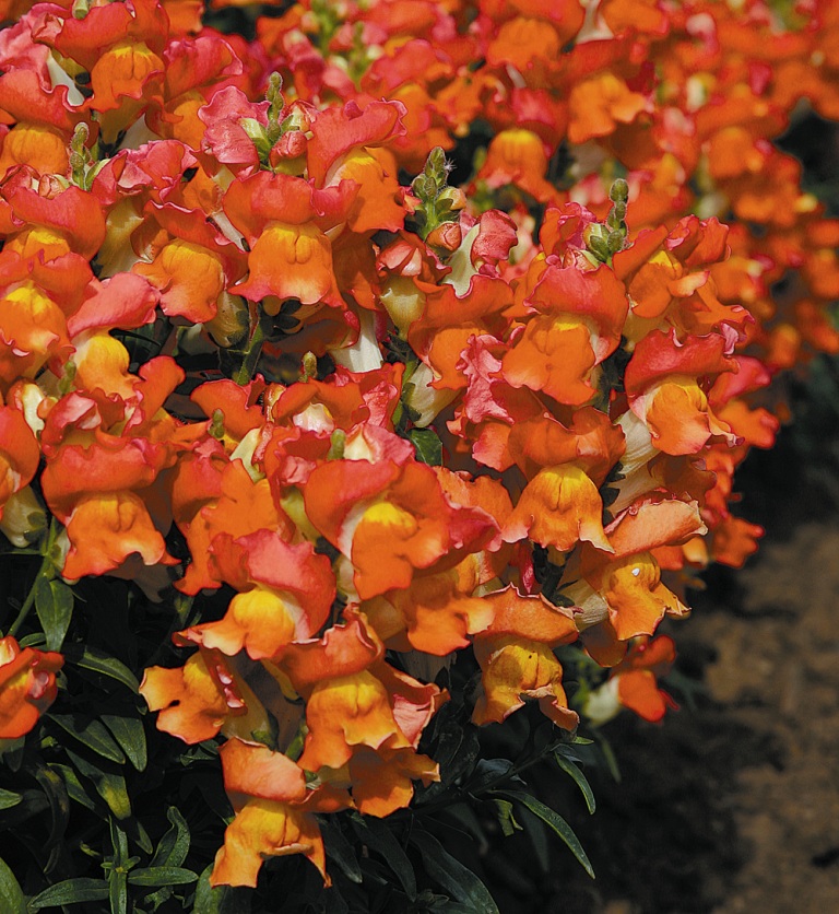 Архив Львиный зев Монтего orange bicolor 
