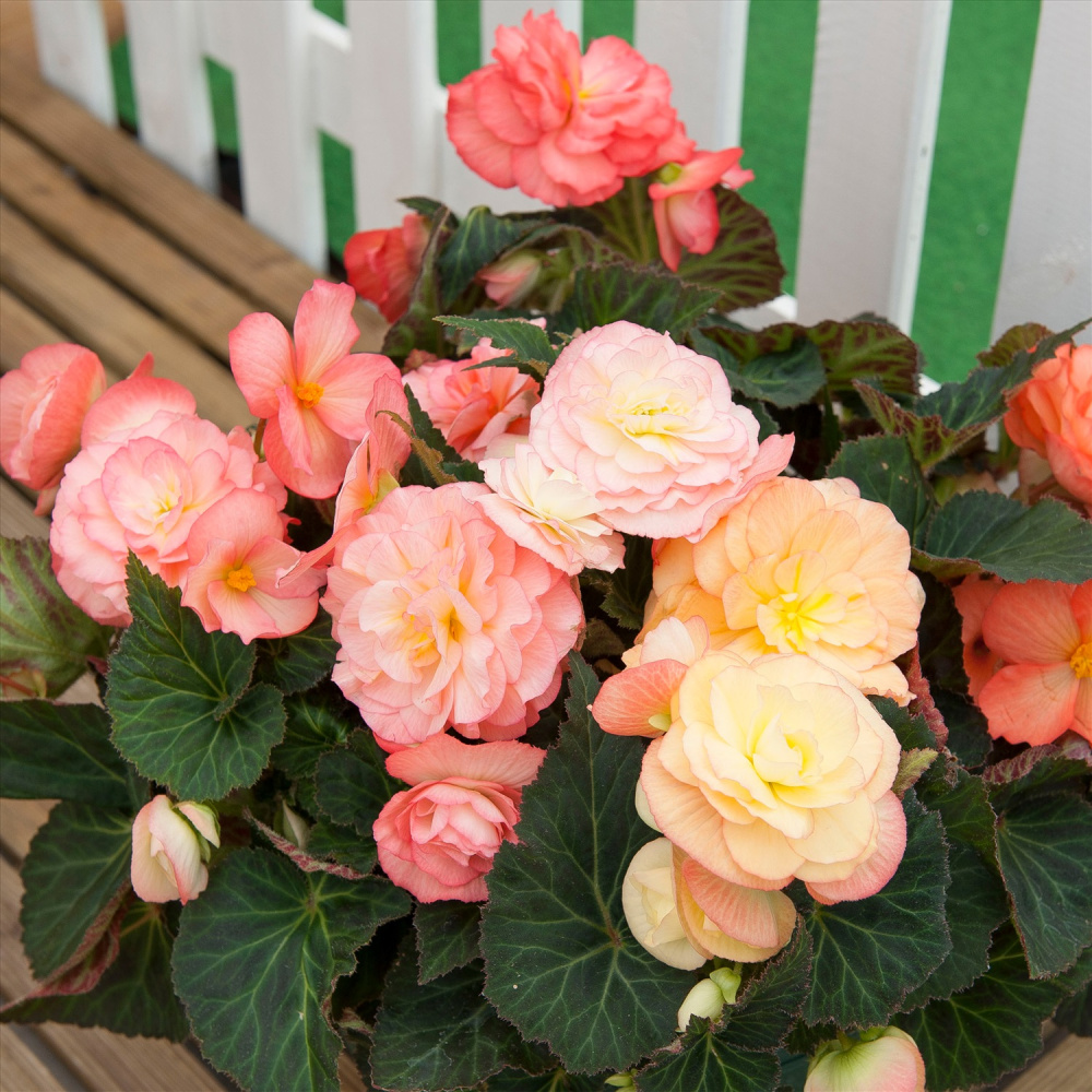 Бегония Фортуна salmon bicolor (драже)