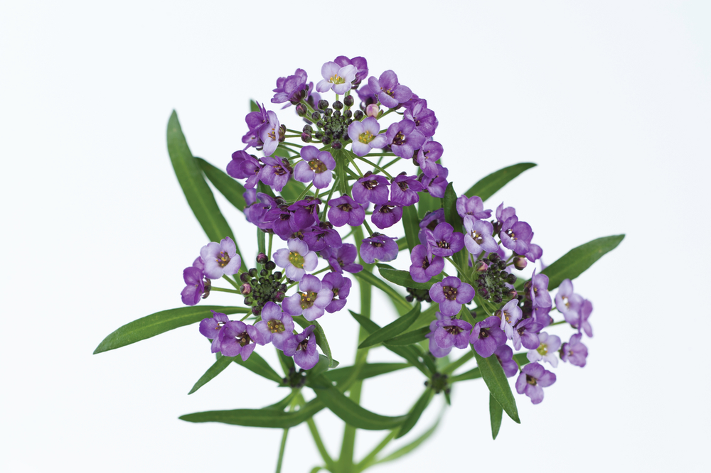 _Алиссум Стрим Лавендер, кассета