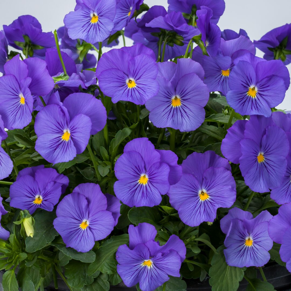 Виола Фрифол true blue