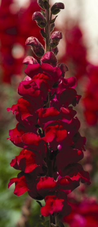 Архив Львиный зев Аромас red spice