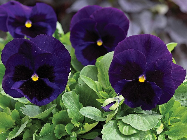 Виола Маммот deep blue dazzle