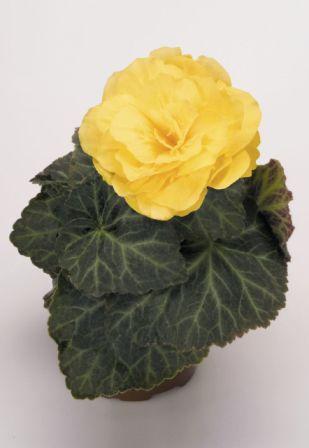 Архив Бегония Нонстоп Мокка yellow