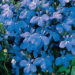 _Лобелия Ривьера sky blue 